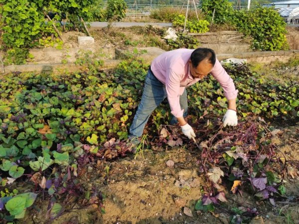 股票配资推荐网 “一点红”番薯，大丰收~